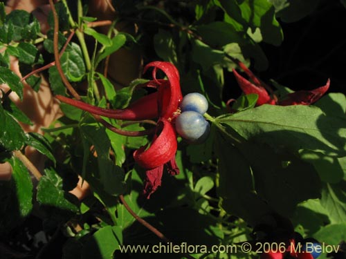 Image of Tropaeolum speciosum (Coralito / Quintralito / Voqui). Click to enlarge parts of image.